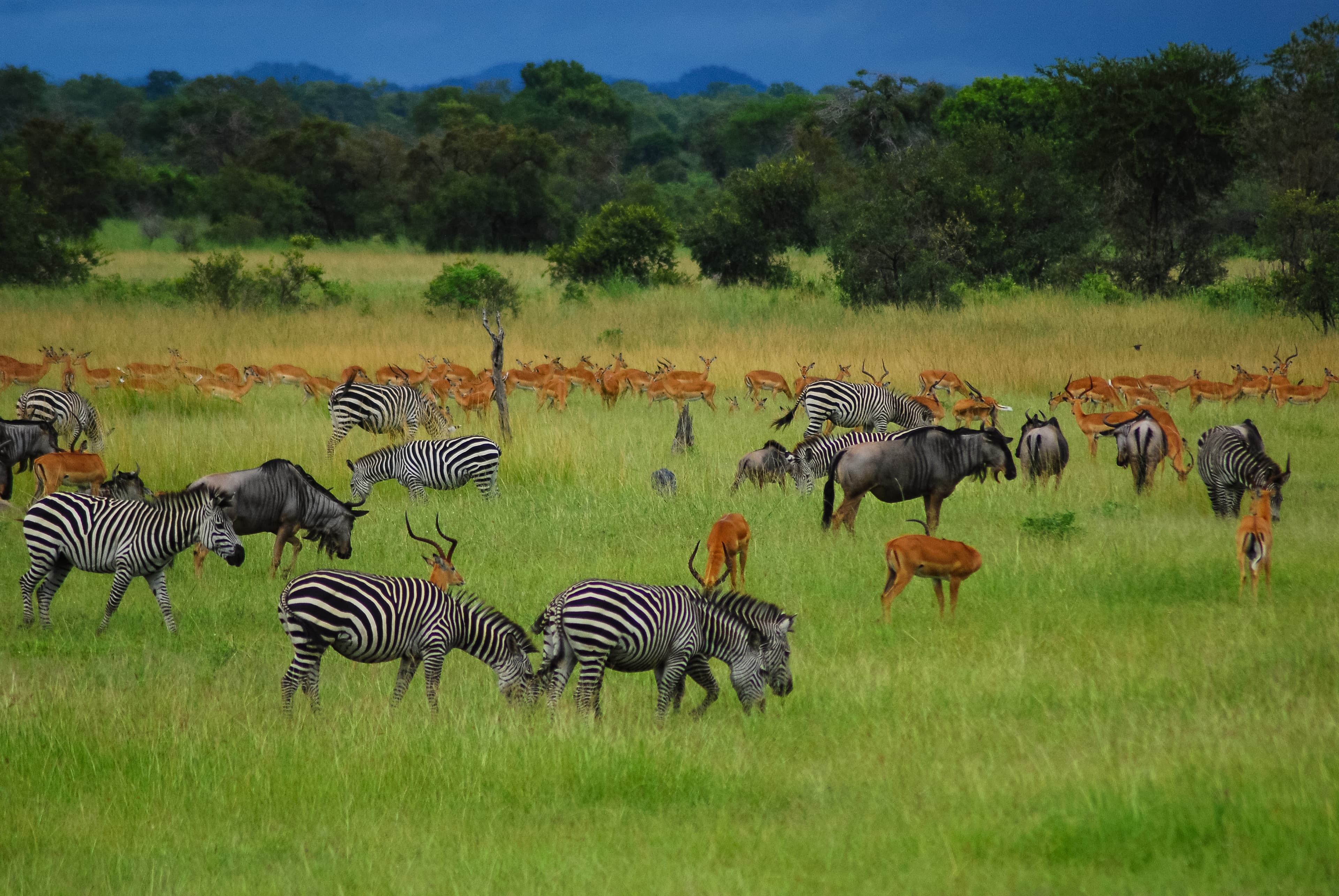 Kenya Visa Updates 2025: Latest Requirements & Processing Times